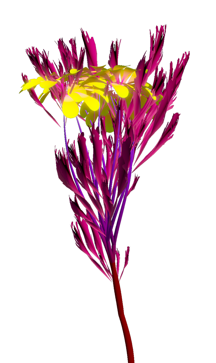 Left flower
